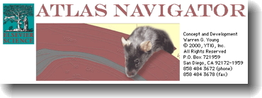 Mouse Atlas application screenshot